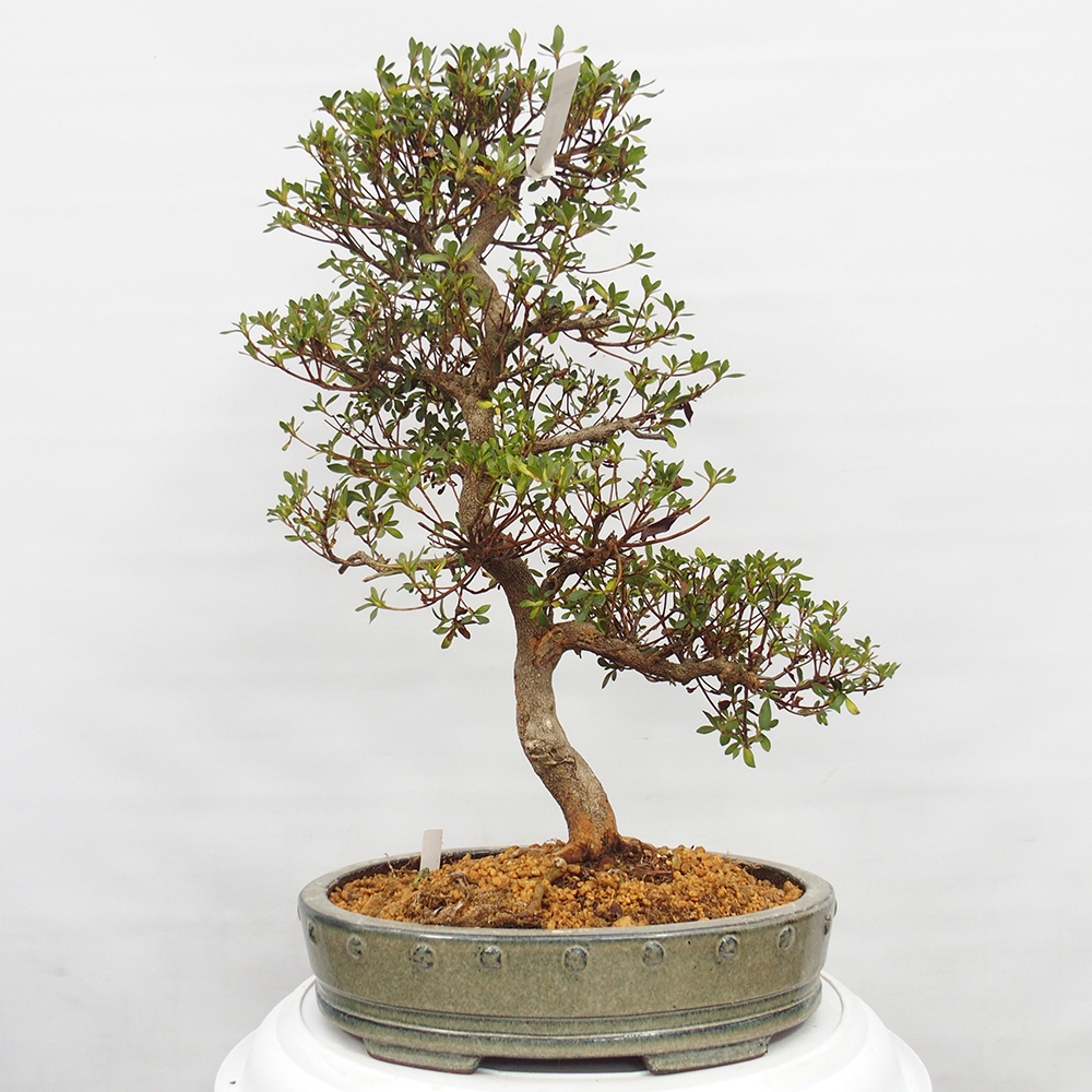 Venkovní bonsai - Japonská azalka - Azalea Nishikie