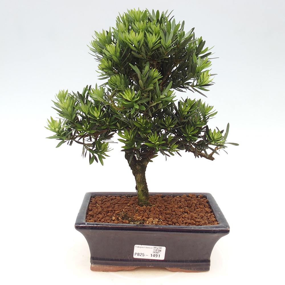 Pokojová bonsai - Podocarpus - Kamenný tis