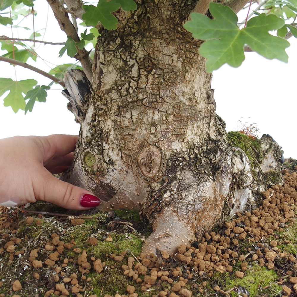 Venkovní bonsai -Javor babyka - Acer campestre