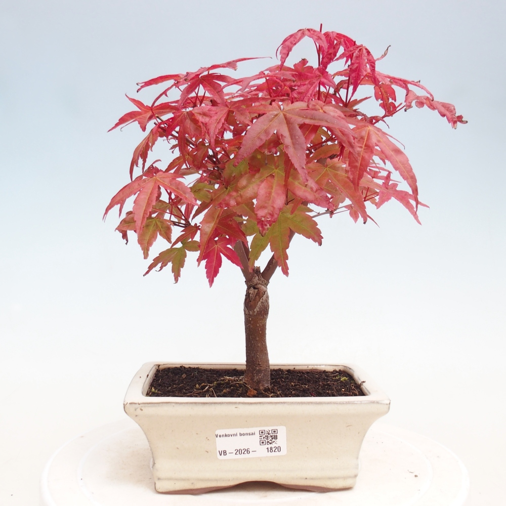 Venkovní bonsai - Javor dlanitolistý - Acer palmatum DESHOJO