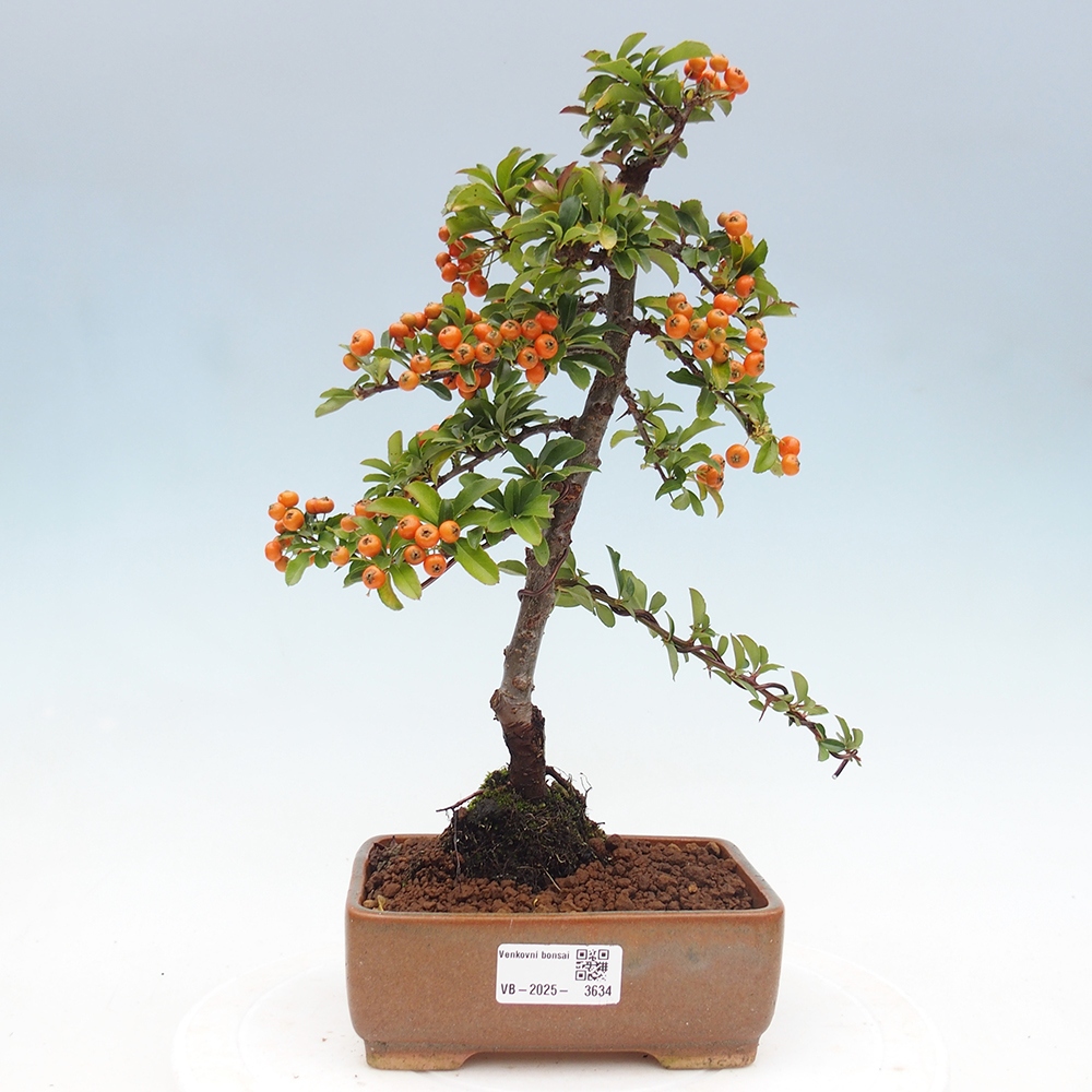 Venkovní bonsai-Pyracanta Teton -Hlohyně
