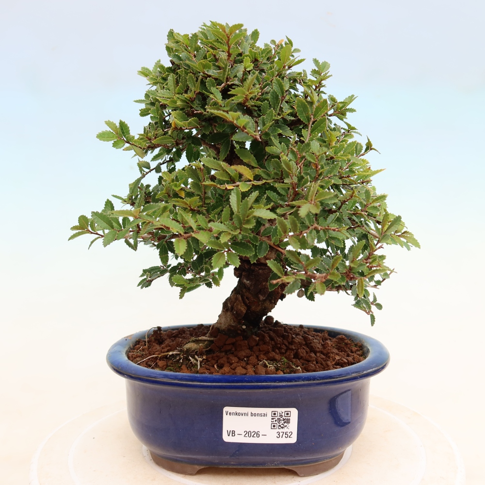 Venkovní bonsai - Zelkova - Zelkova NIRE