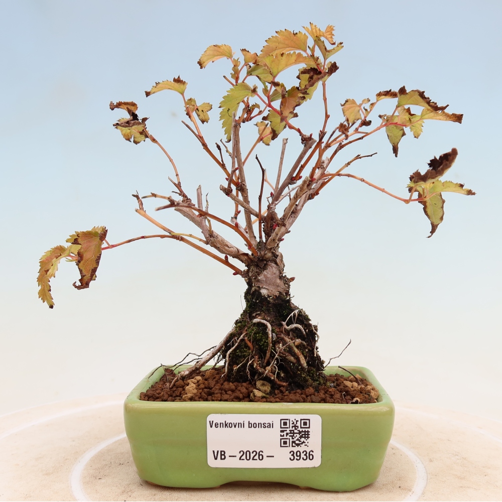 Venkovní bonsai -  Stephanandra incisa - Korunatka klaná