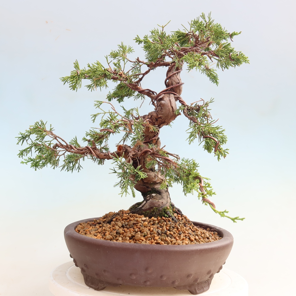 Venkovní bonsai - Juniperus chinensis Itoigawa-Jalovec čínský