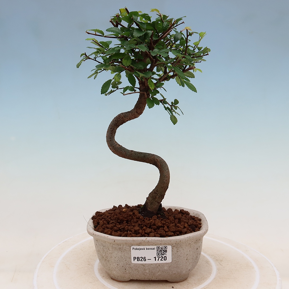 Pokojová bonsai - Ulmus parvifolia - Malolistý jilm