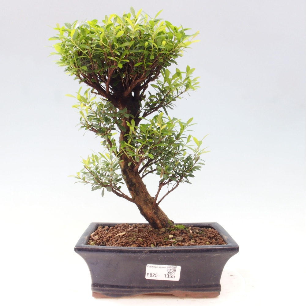 Pokojová bonsai - Syzygium - Pimentovník