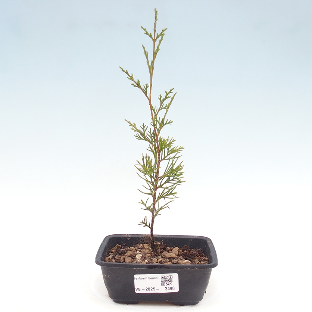 Venkovní bonsai - Juniperus chinensis Itoigawa -Jalovec čínský