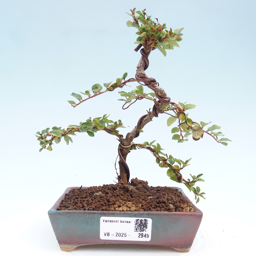 Venkovní bonsai - Cotoneaster horizontalis - Skalník