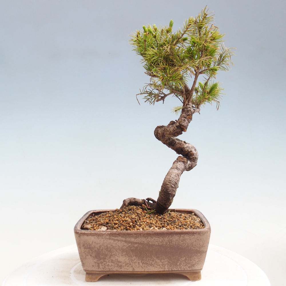 Venkovní bonsai- Smrk kulovitý - Picea glauca globe
