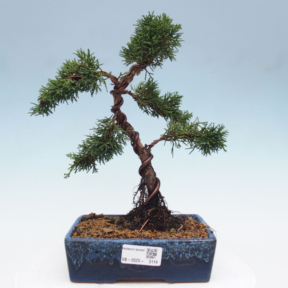 Venkovní bonsai - Juniperus chinensis Kishu -Jalovec čínský