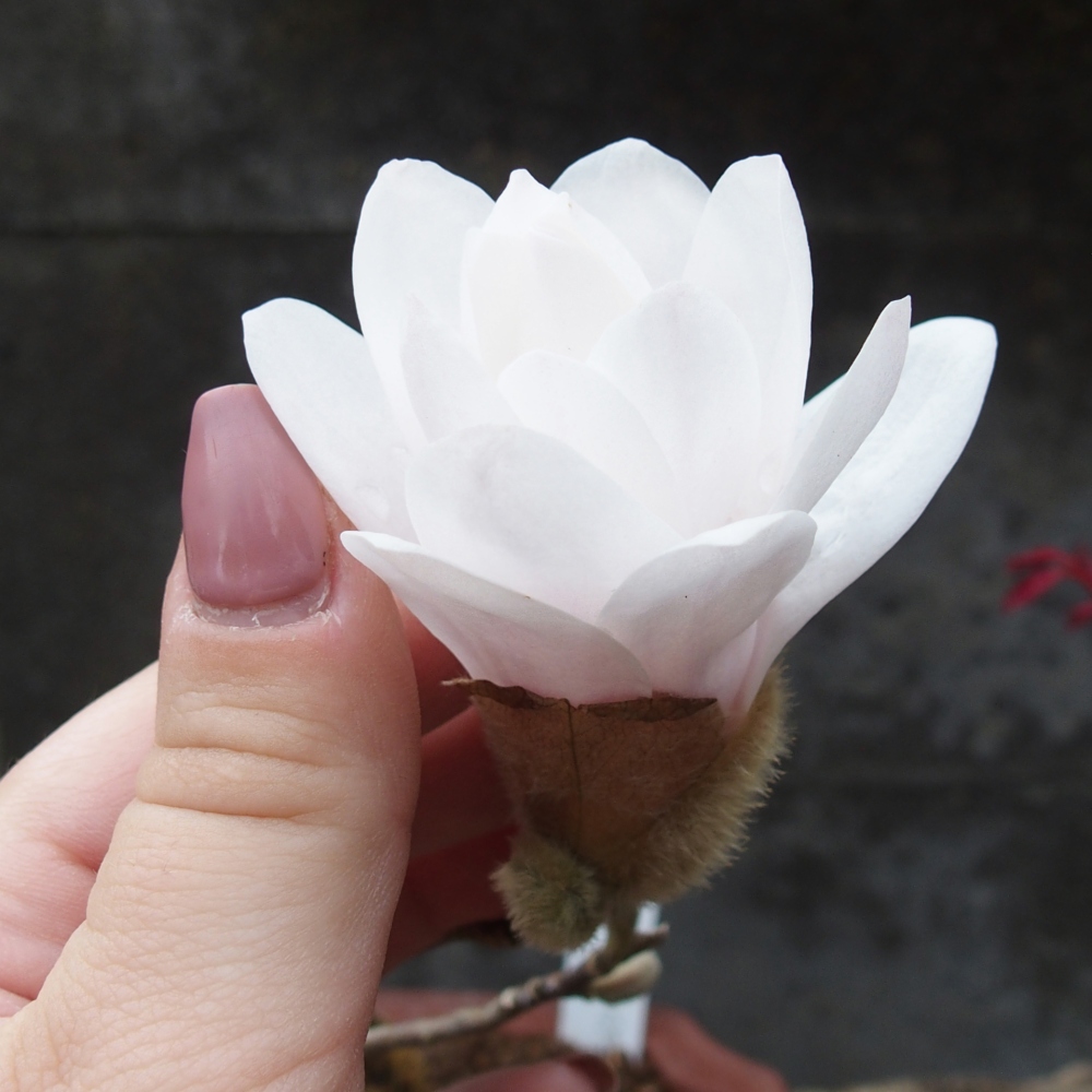 Venkovní bonsai - Magnolia stellata  -  Šácholán hvězdokvětý