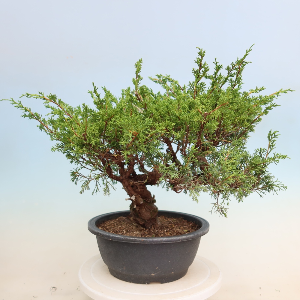 Venkovní bonsai - Juniperus chinensis Itoigawa-Jalovec čínský