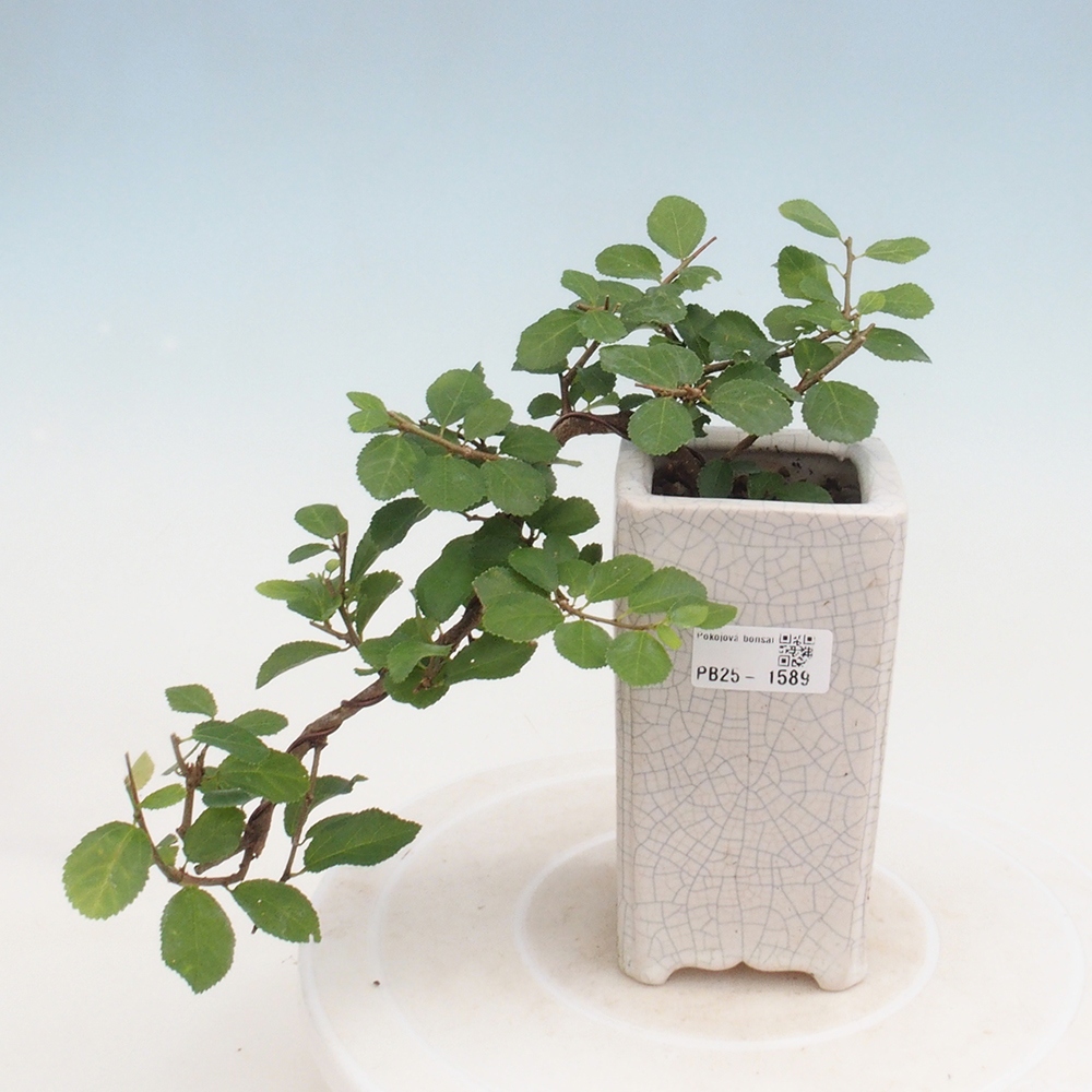 Pokojová bonsai - Grewia occidentalis - Hvězdice levandulová