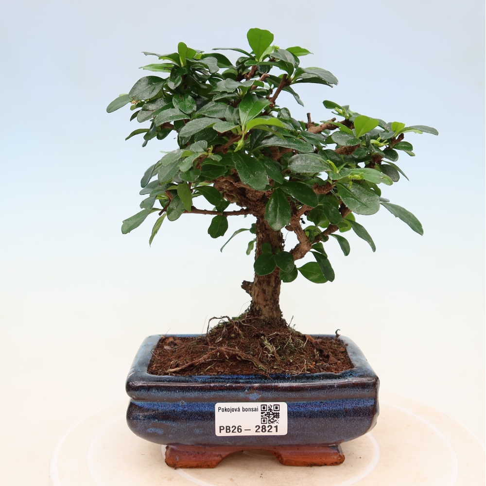 Pokojová bonsai - Carmona macrophylla - Čaj fuki