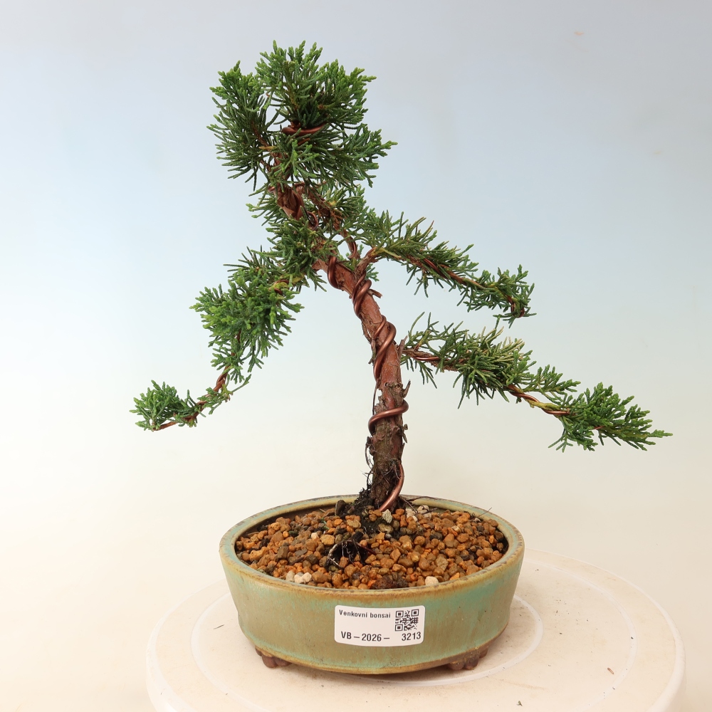 Venkovní bonsai - Juniperus chinensis Kishu -Jalovec čínský