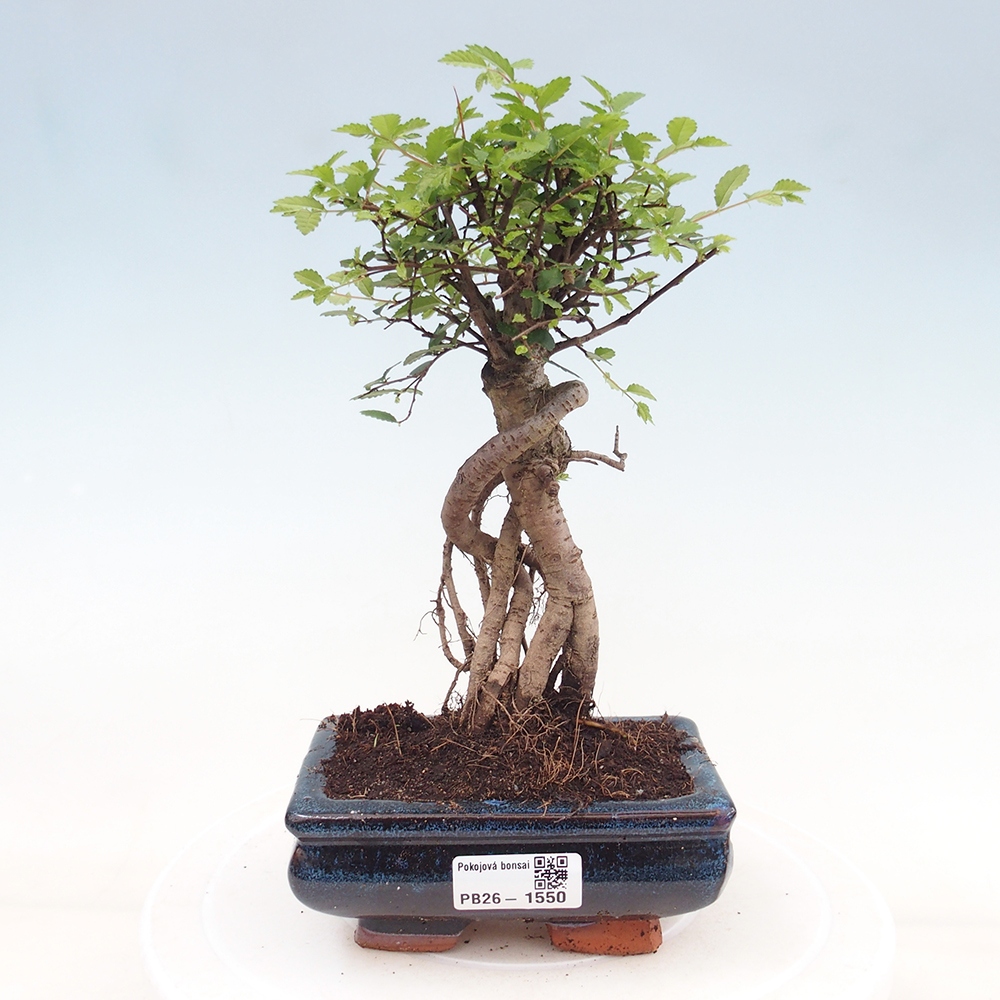 Pokojová bonsai - Ulmus parvifolia - Malolistý jilm