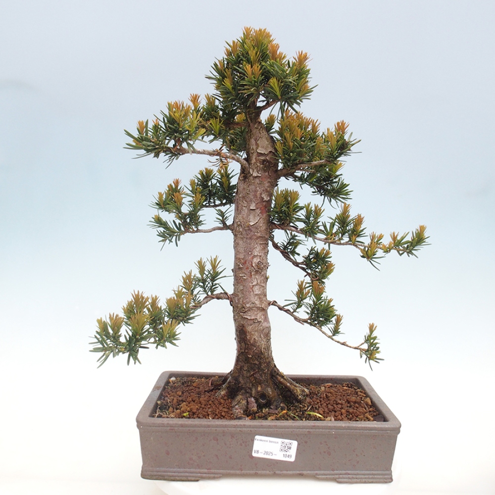 Venkovní bonsai - Taxus cuspidata  - Tis japonský