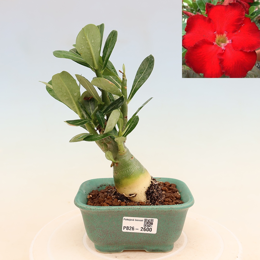 Pokojová bonsai - Adenium obesum Red Star - Pouštní růže