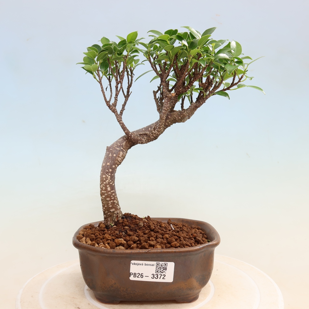 Pokojová bonsai - Ficus kimmen -  malolistý fíkus