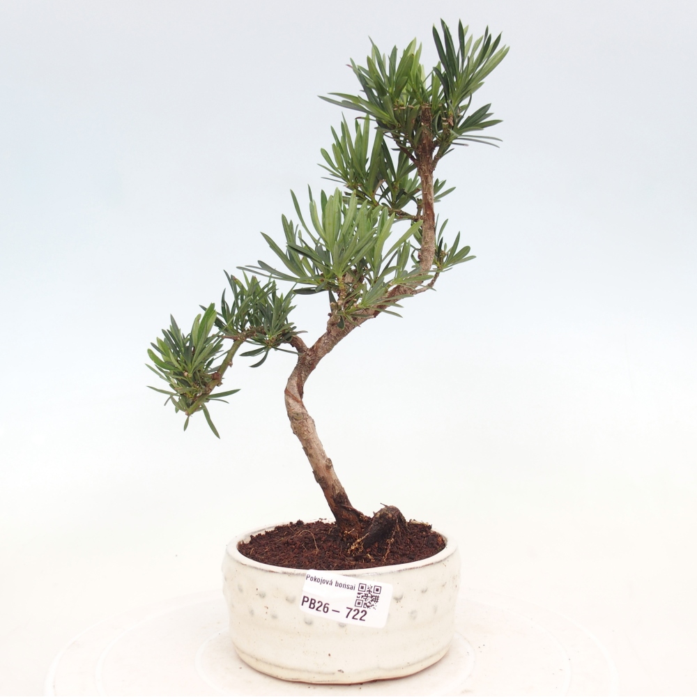 Pokojová bonsai - Podocarpus - Kamenný tis