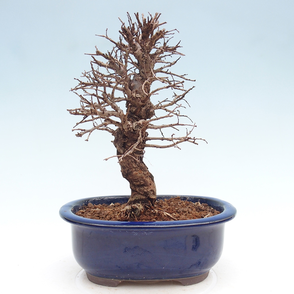Venkovní bonsai - Zelkova - Zelkova NIRE