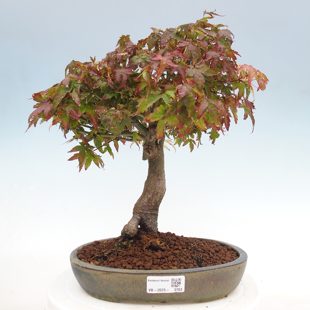 Acer palmatum KIOHIME - Javor dlanitolistý