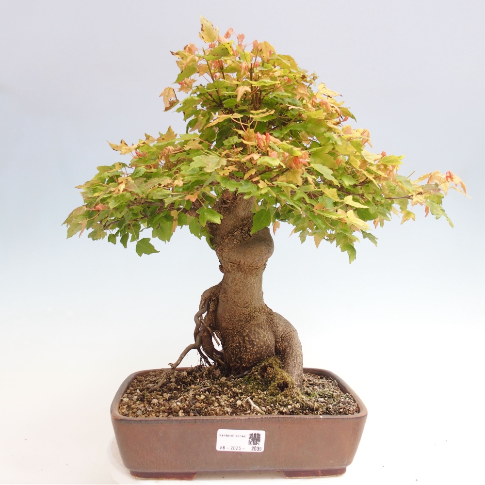 Venkovní bonsai - Acer Buergerianum - Javor Burgerův