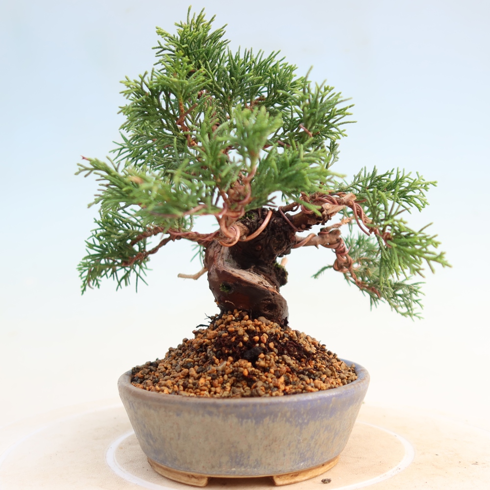 Venkovní bonsai - Juniperus chinensis Itoigawa -Jalovec čínský