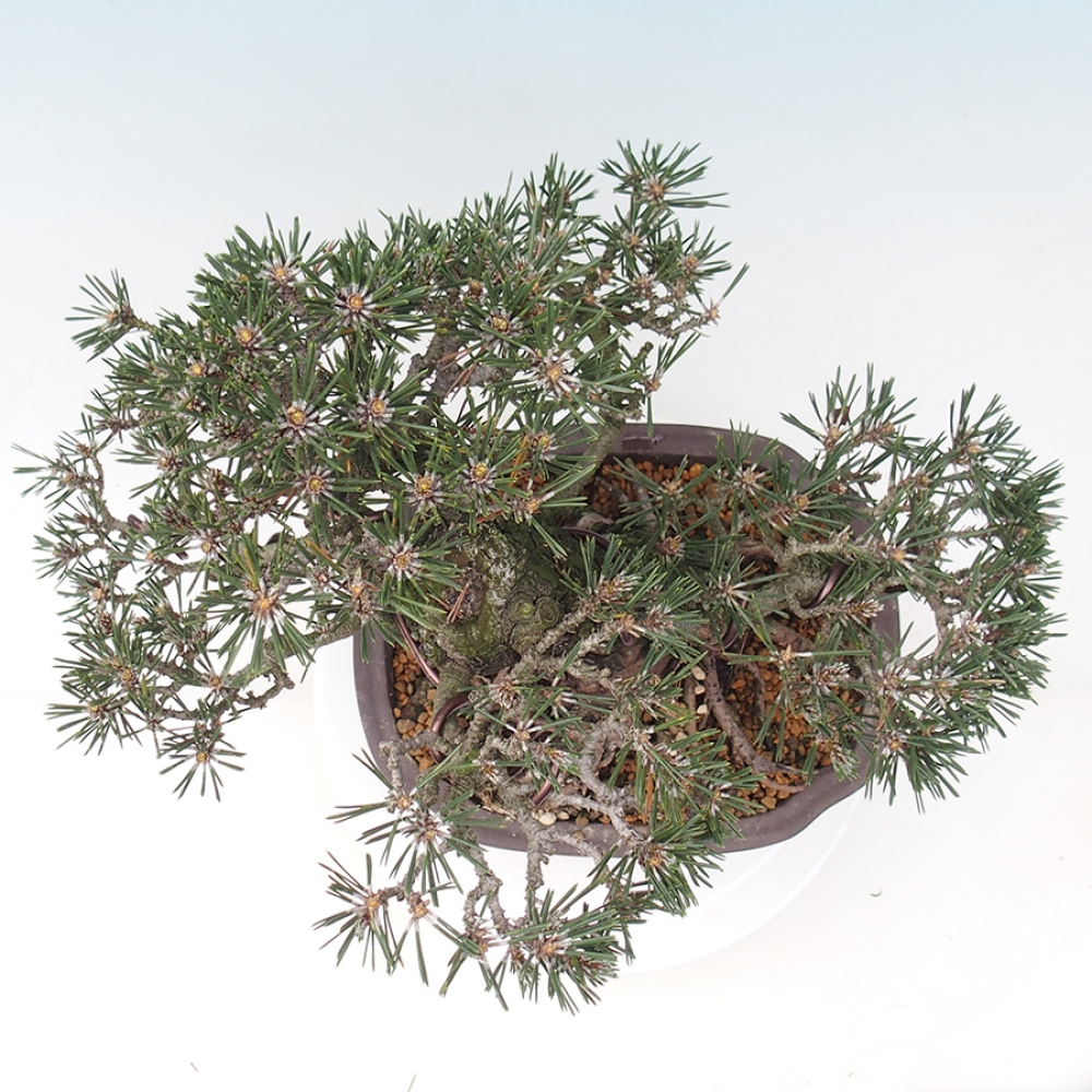Venkovní bonsai - Pinus thunbergii Kotobuki - Borovice thunbergova
