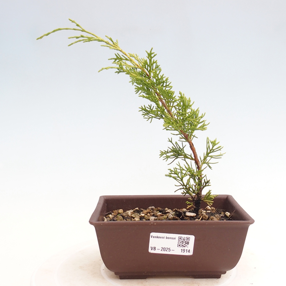 Venkovní bonsai - Juniperus chinensis Itoigawa -Jalovec čínský