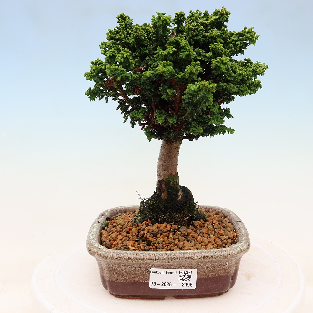 Venkovní bonsai - Cham. obtusa SEKKA HINOKI - Cypřišek