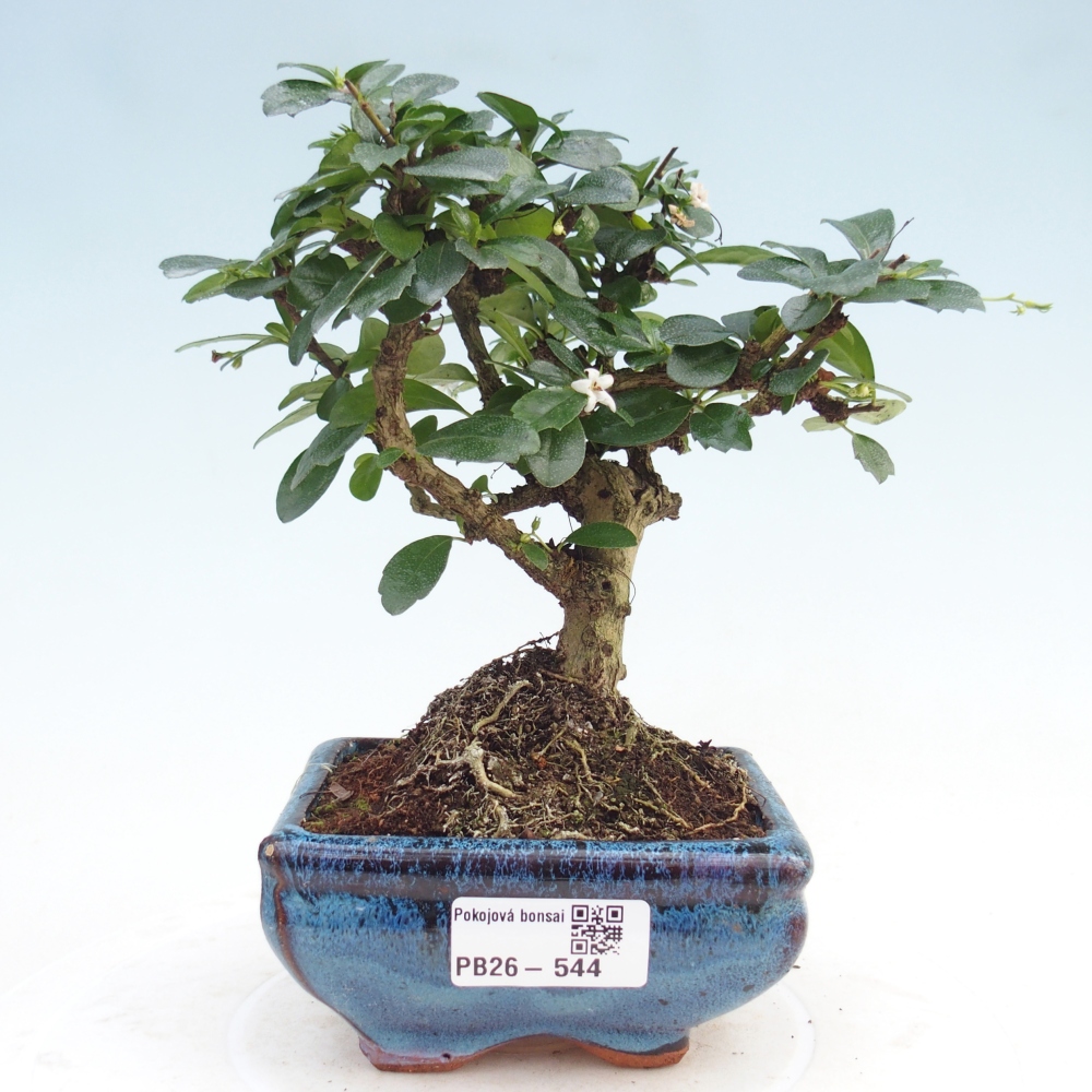 Pokojová bonsai - Carmona macrophylla - Čaj fuki