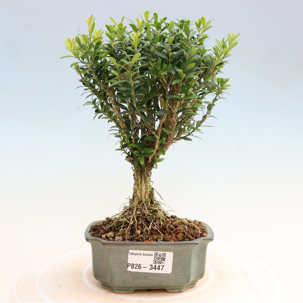 Pokojová bonsai - Buxus harlandii -korkový buxus