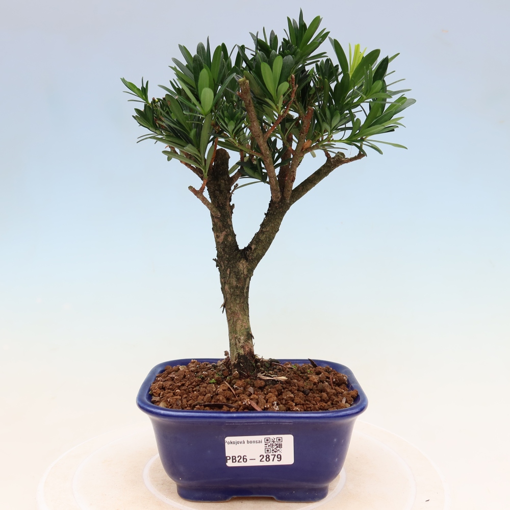 Pokojová bonsai - Podocarpus - Kamenný tis