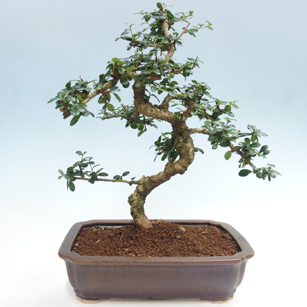 Pokojová bonsai - Carmona macrophylla - Čaj fuki