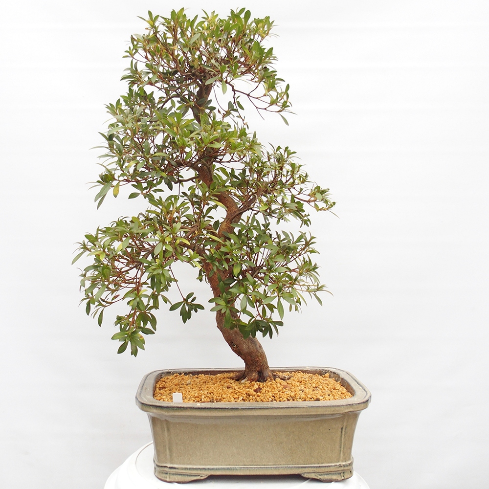 Venkovní bonsai - Japonská azalka - Azalea Haruurara