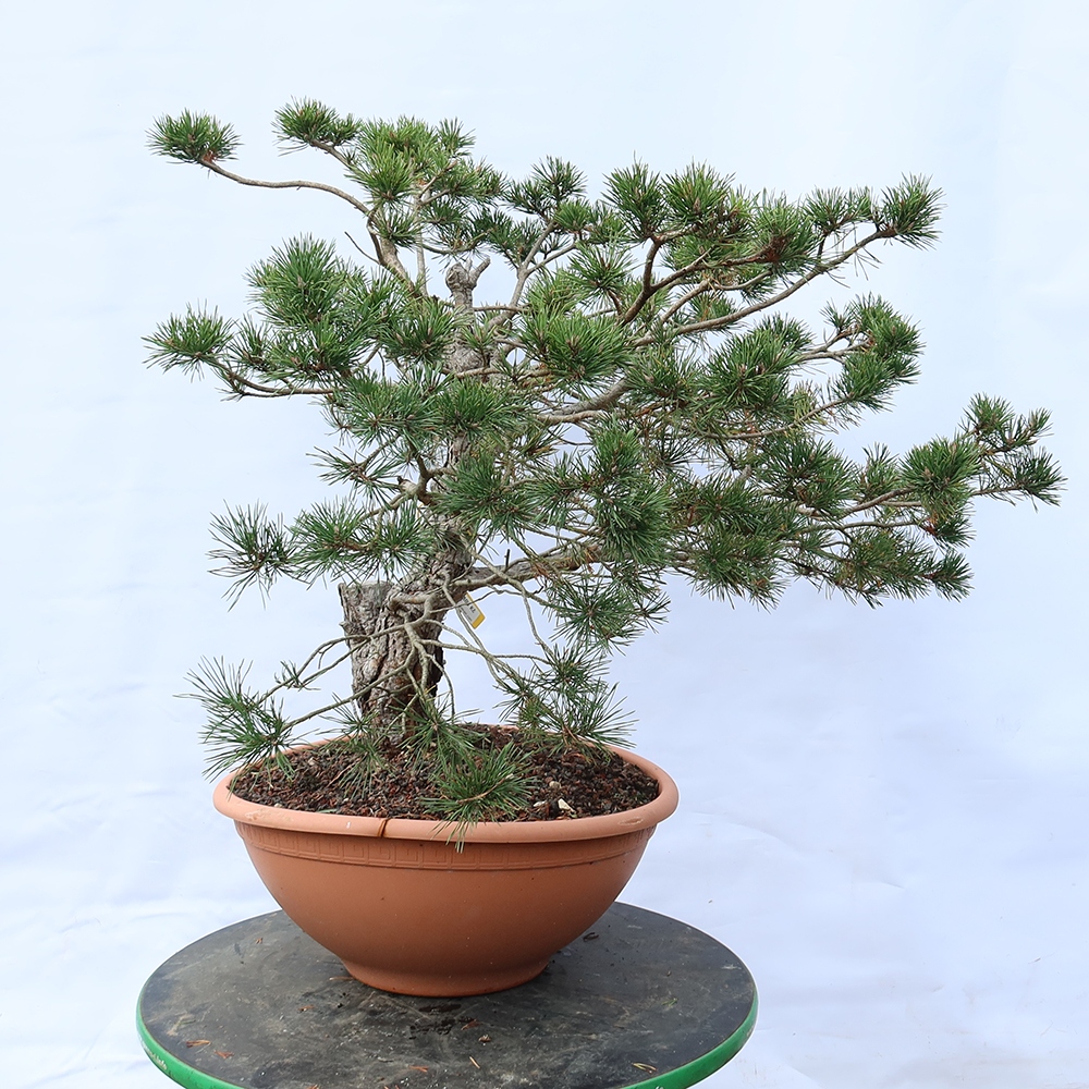 Pinus sylvestris Španělsko - borovice lesní