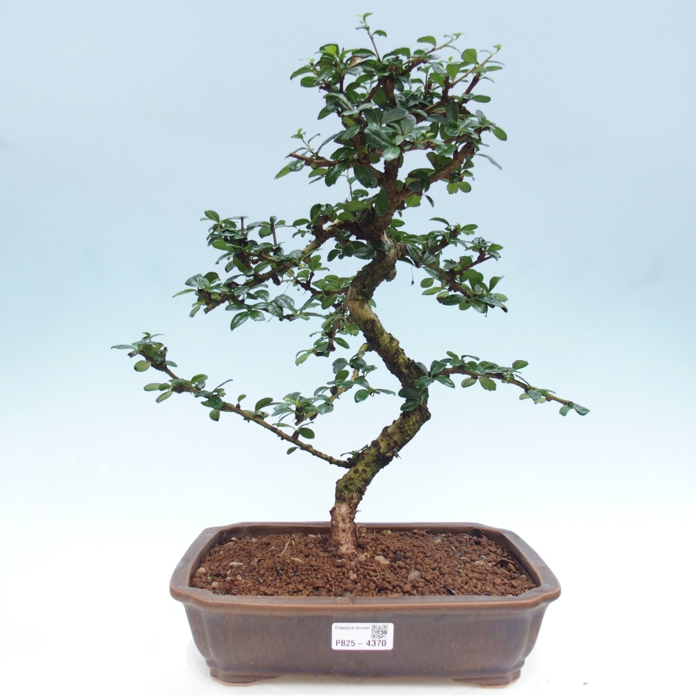 Pokojová bonsai - Carmona macrophylla - Čaj fuki