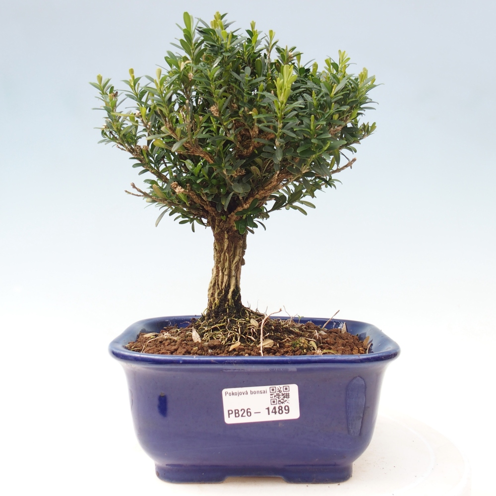 Pokojová bonsai - Buxus harlandii - korkový buxus