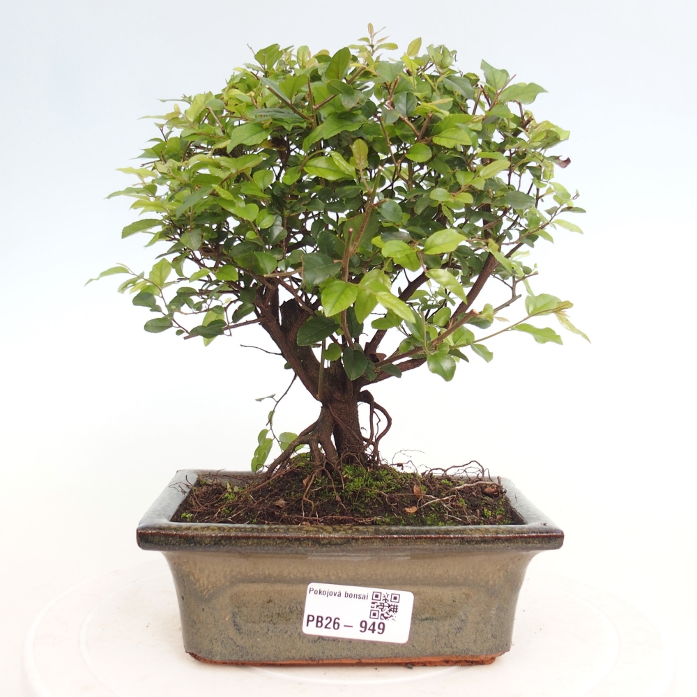 Pokojová bonsai - Sagerécie thea - Sagerécie thea