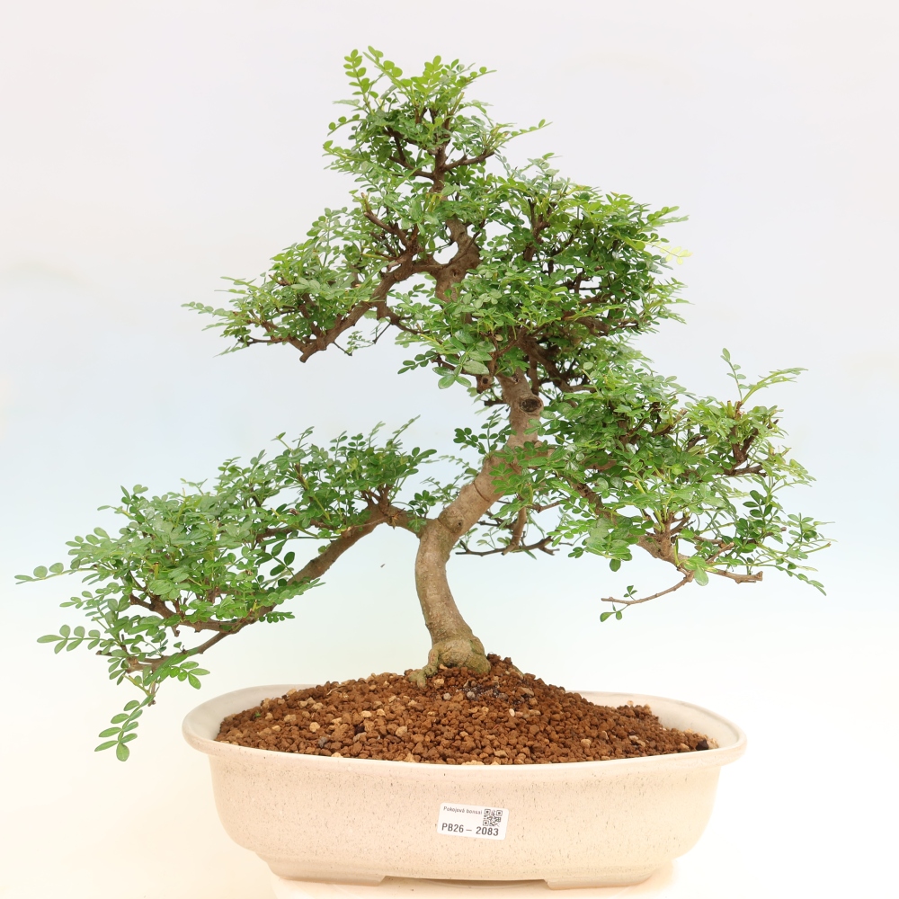 Pokojová bonsai - Zantoxylum piperitum - pepřovník