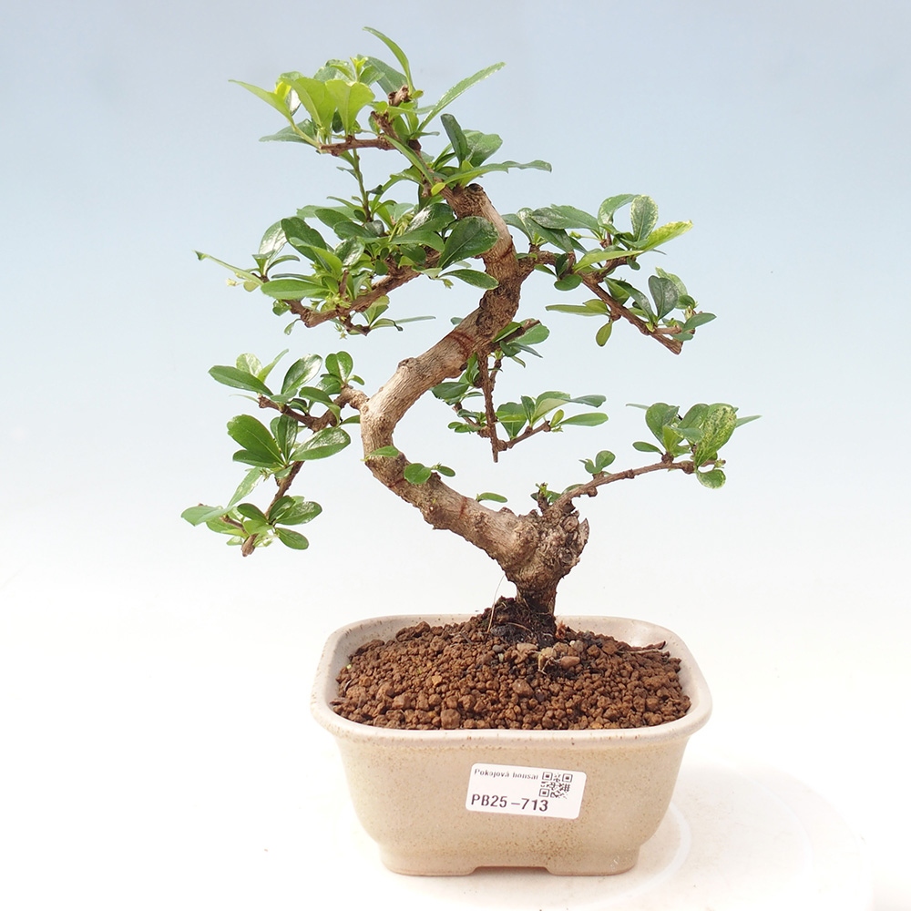 Pokojová bonsai - Carmona macrophylla - Čaj fuki