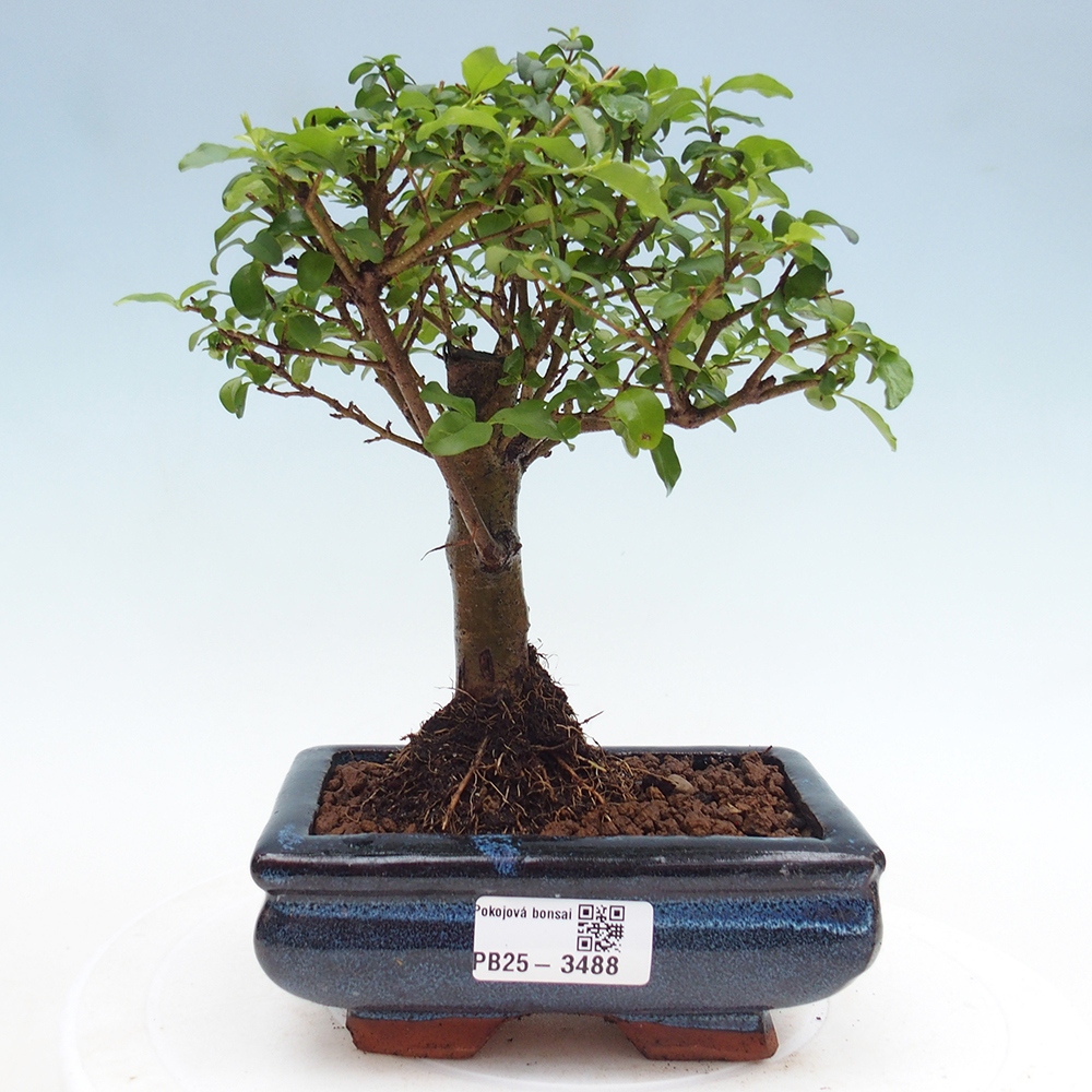 Pokojová bonsai -Ligustrum chinensis - Ptačí zob
