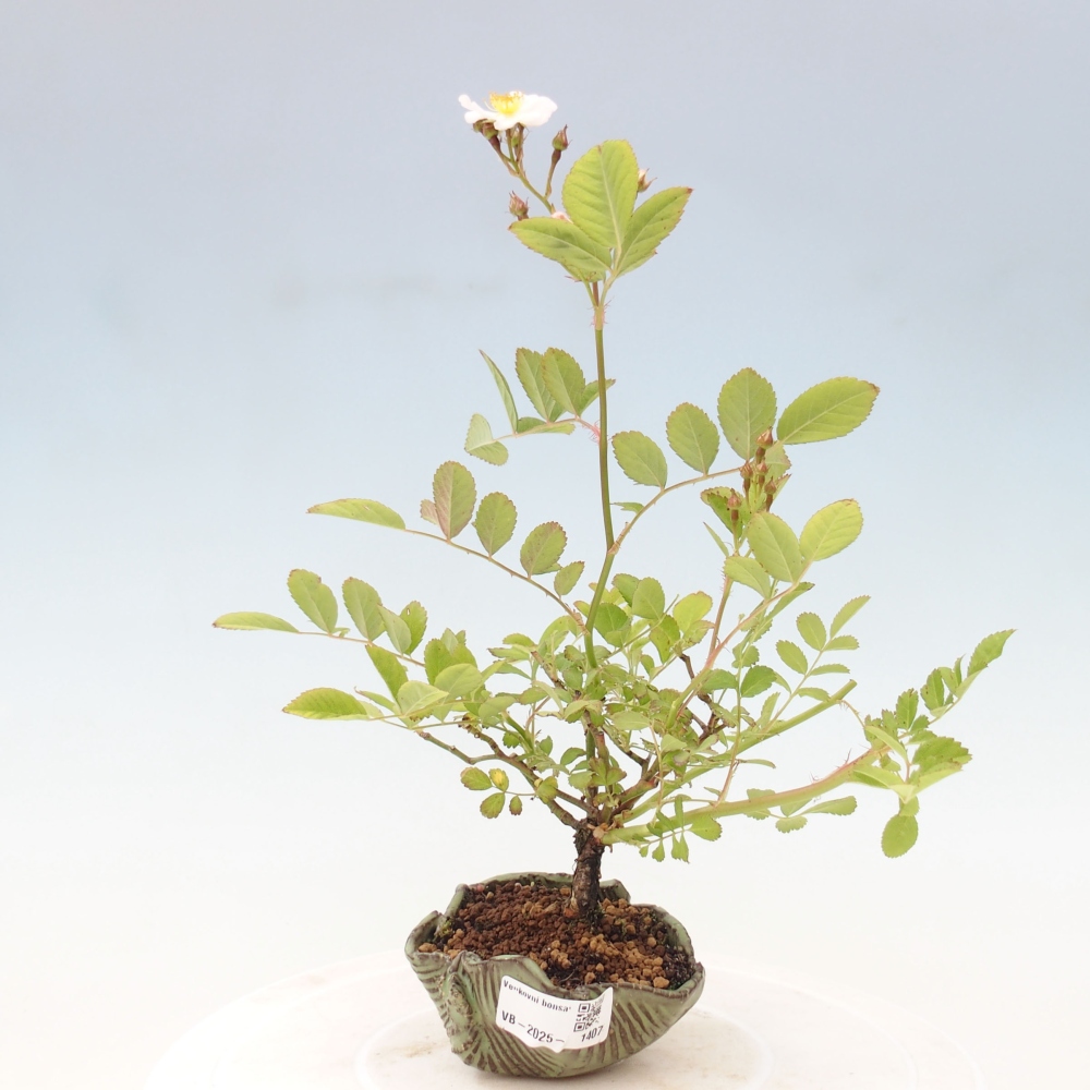 Venkovní bonsai - Rosa sp. - malokvětá růže