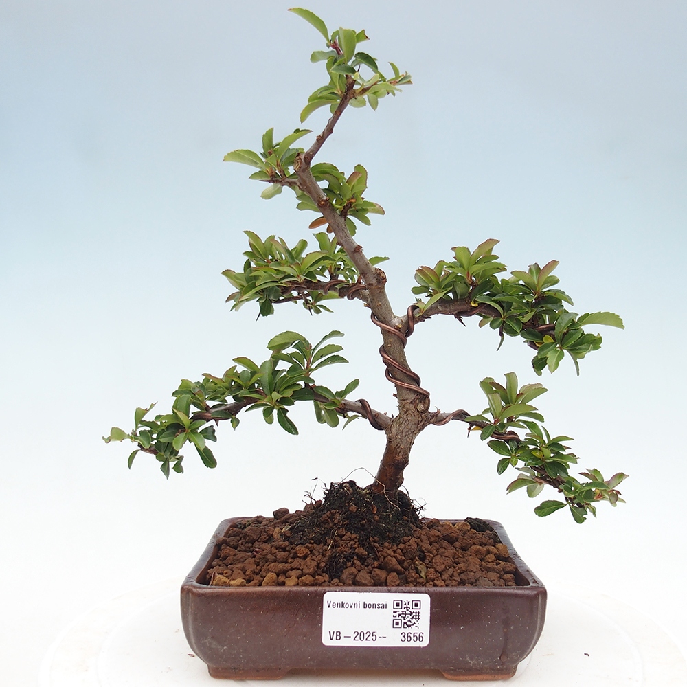 Venkovní bonsai-Pyracanta Teton -Hlohyně