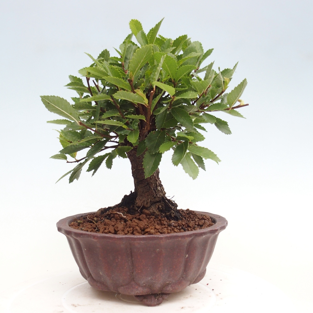 Venkovní bonsai - Zelkova - Zelkova NIRE