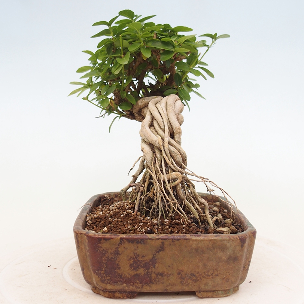 Pokojová bonsai - Premna serratifolia  - Kozlovoň malolistá