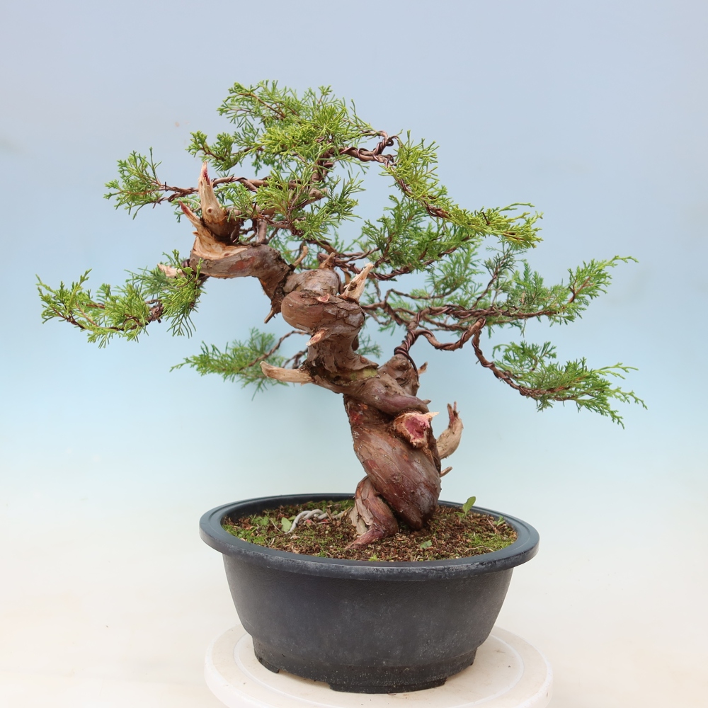 Venkovní bonsai - Juniperus chinensis Itoigawa-Jalovec čínský