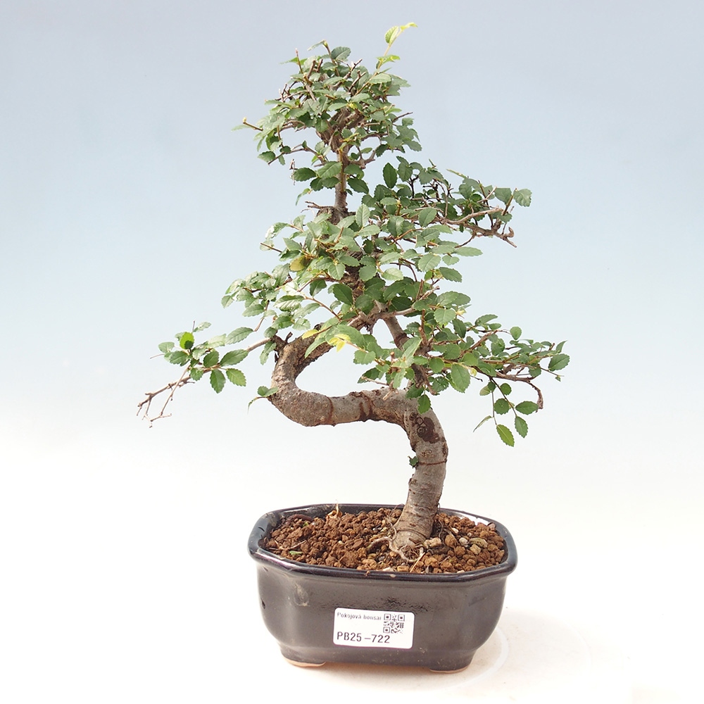 Pokojová bonsai-Malolistý jilm 