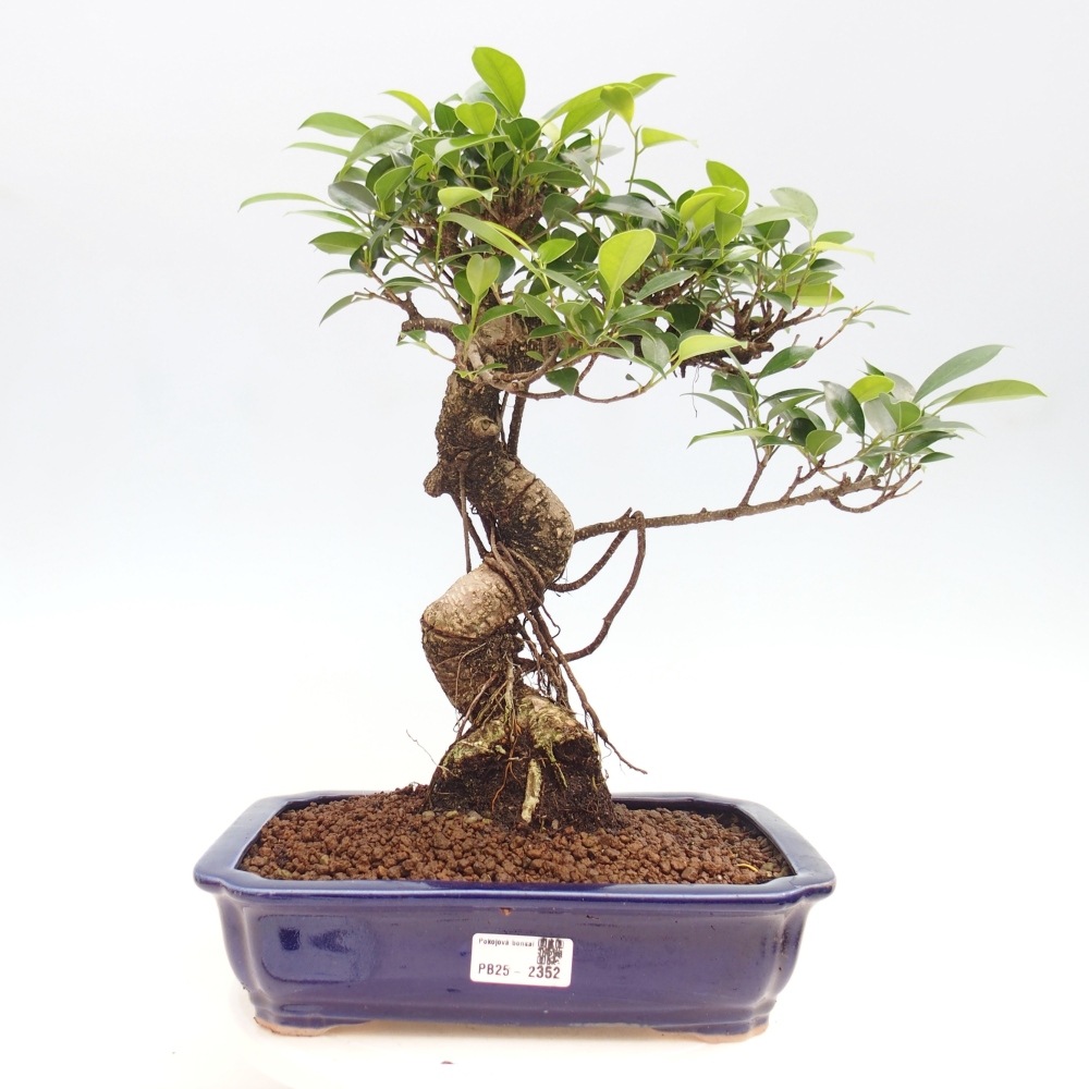 Pokojová bonsai - Ficus kimmen -  malolistý fíkus